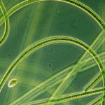 cellmaxx-blue-green-algae