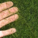 Aphanizomenon flos aquae1